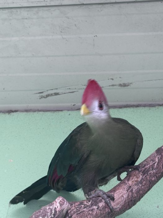 Vendo casal de TURACO CRISTAL