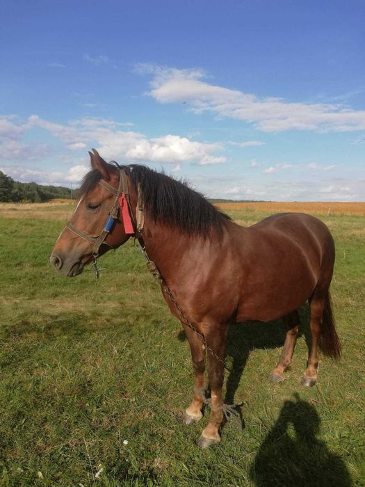 Продається кобила. Спокійна, 10 років