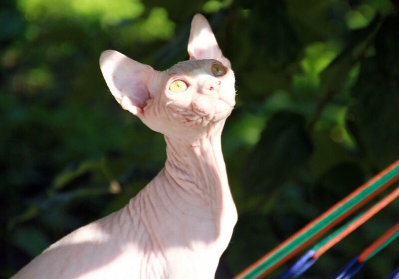 Котенок канадского сфинкса