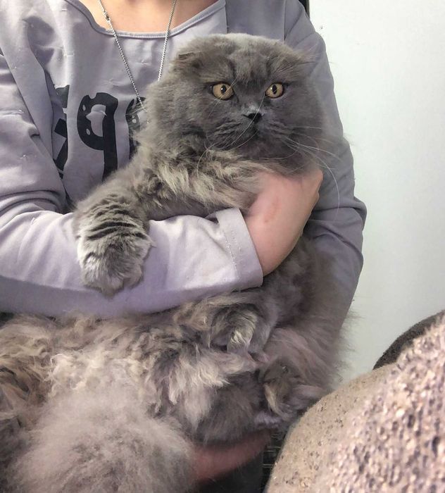 Вислоукая Шотландская кошечка Коша, впедная красотка, 2-3 года