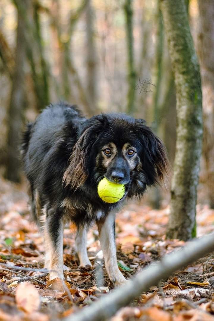 Został adoptowany jako szczeniak i oddany jakoś dorosły psiak...