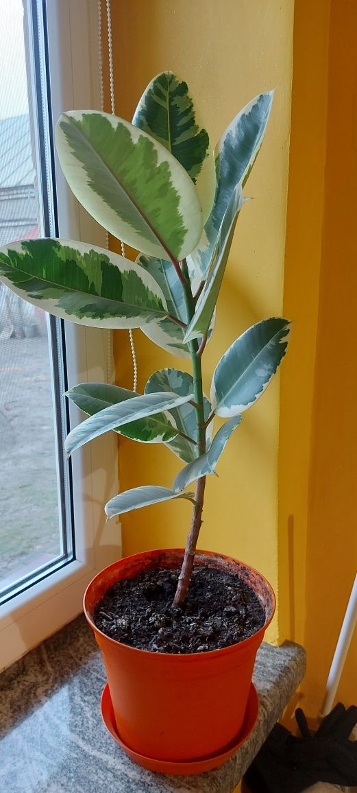 Ficus z własnej hodowli