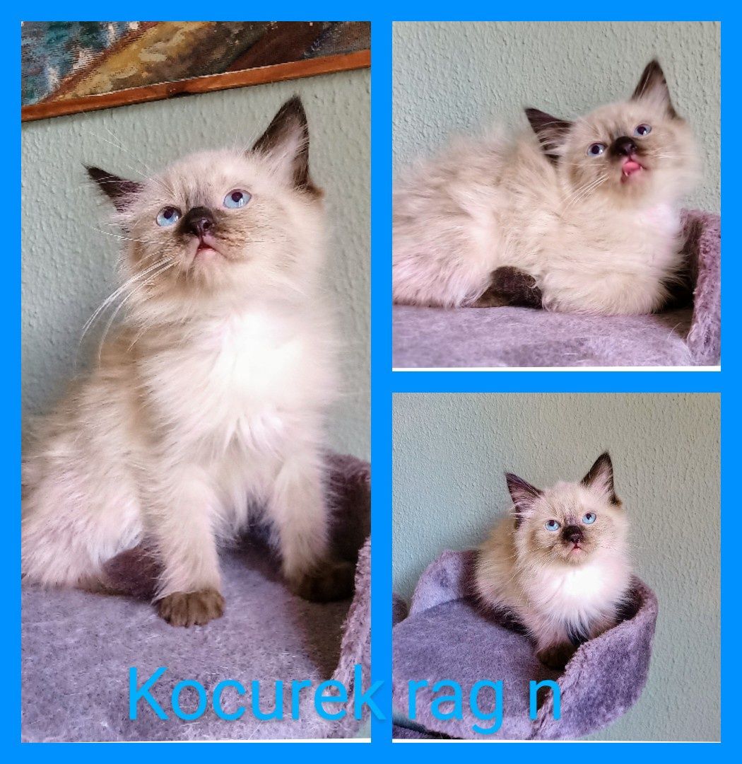 Piękny kocurek Ragdoll gotowy do odbioru
