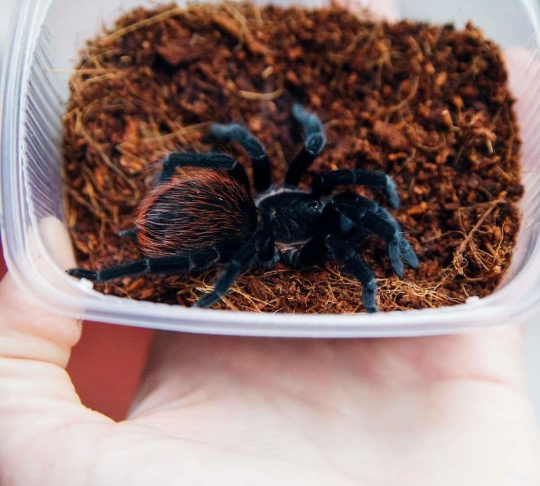 Брахипельма ваганс самка паука птицееда для новичков тарантул