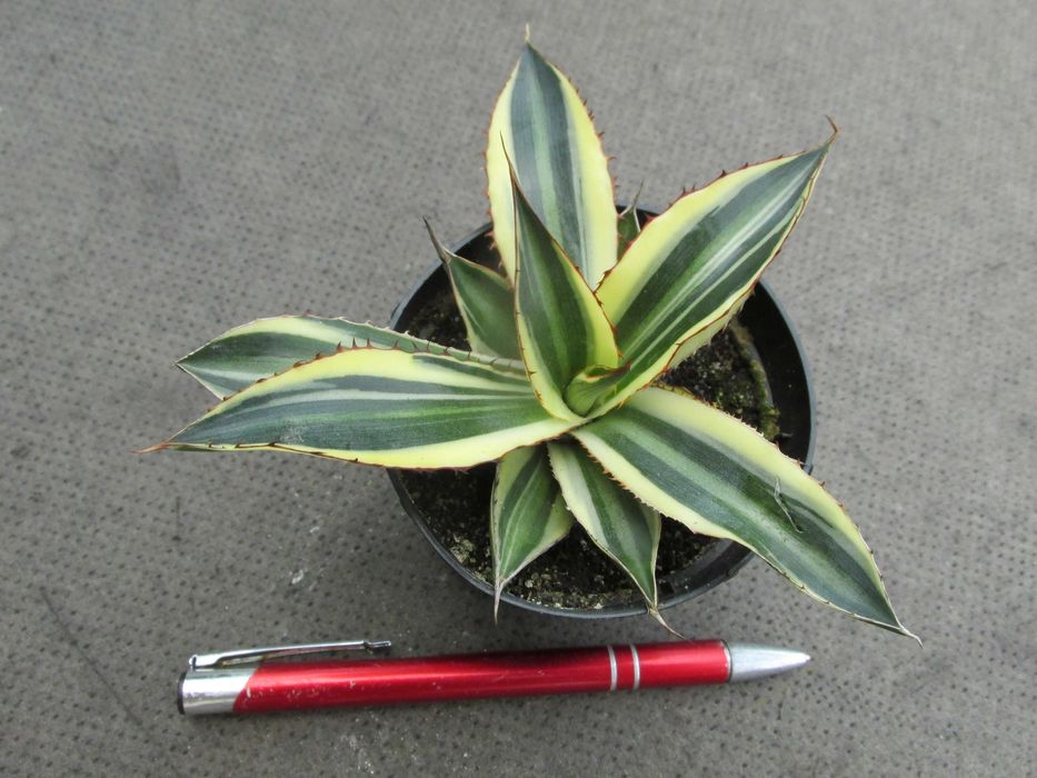 Agave lophantha Quadricolor - agawa w czterech kolorach ! - sadzonka