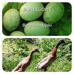 Jaja Lęgowe , Kaczor Biegus indyjski