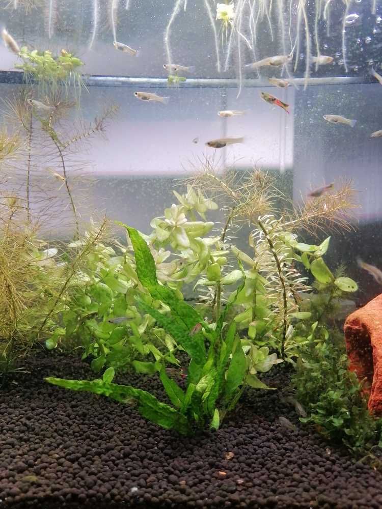 Guppies Endler (Poecilia wingei)
