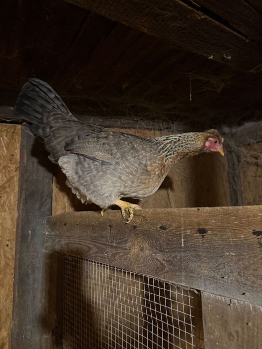 Legbar cream - kury, koguty, pary, 2+1