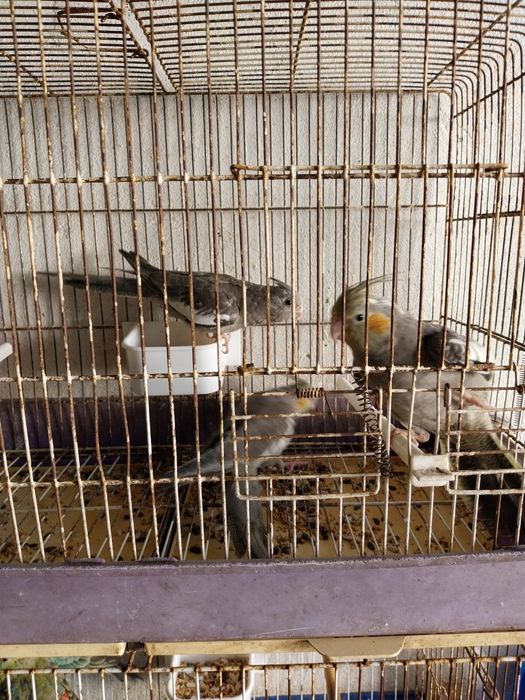 Caturras, red rumpd e rolas diamante castanhas