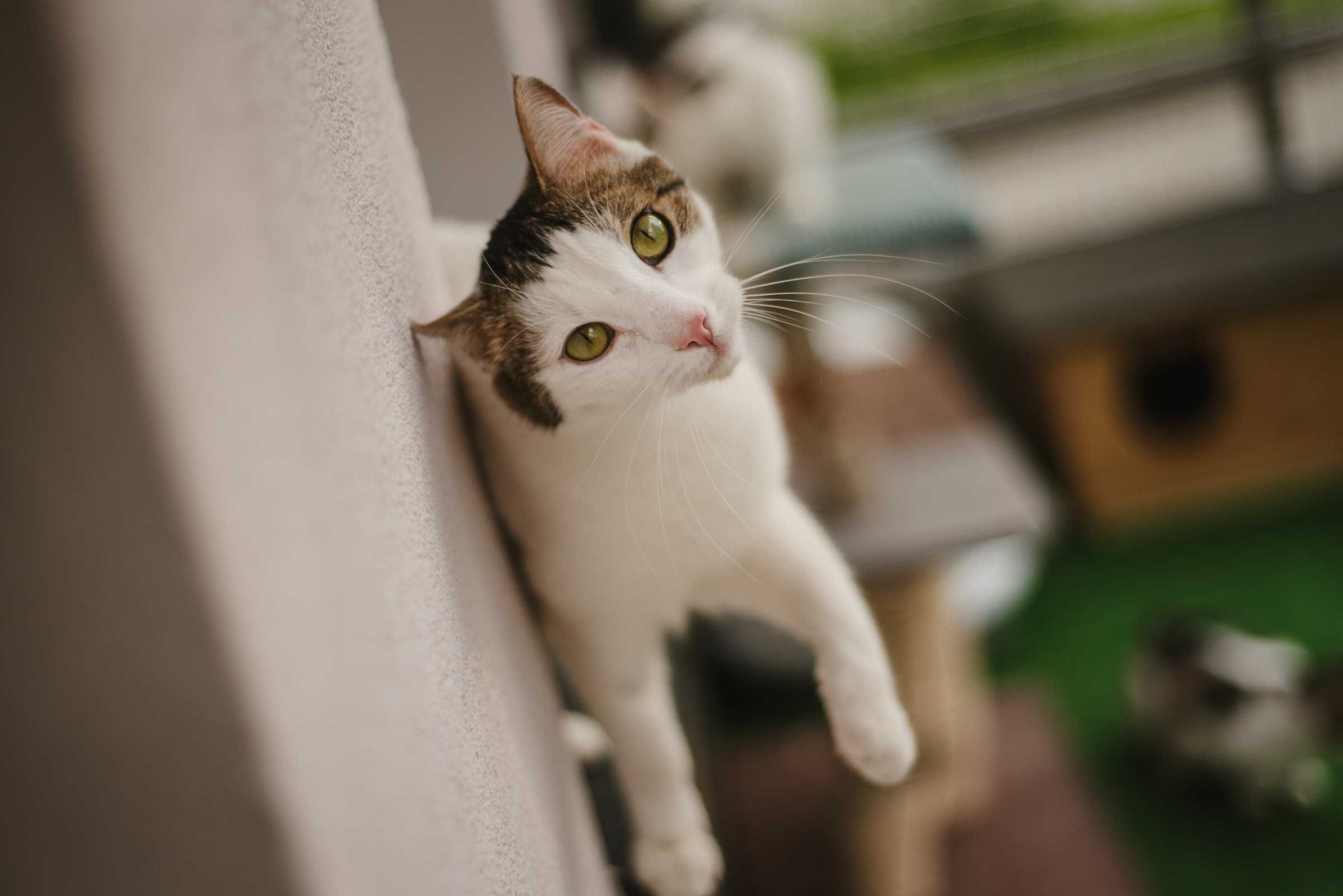Taki kochany, towarzyski Janek. Szuka domu:)