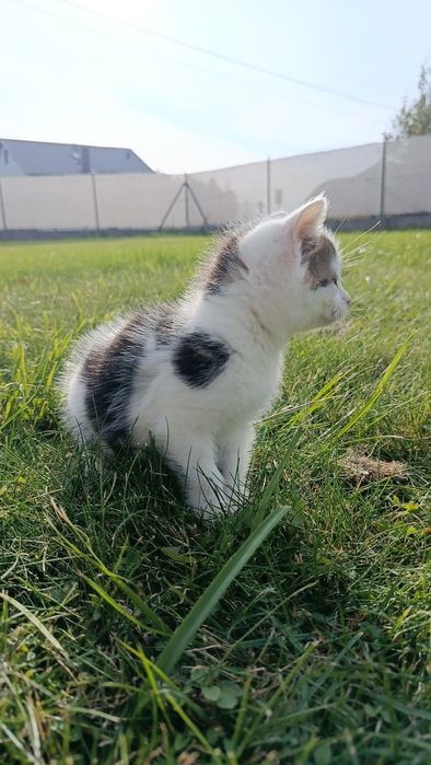 Oddam w dobre ręce 2 kotki