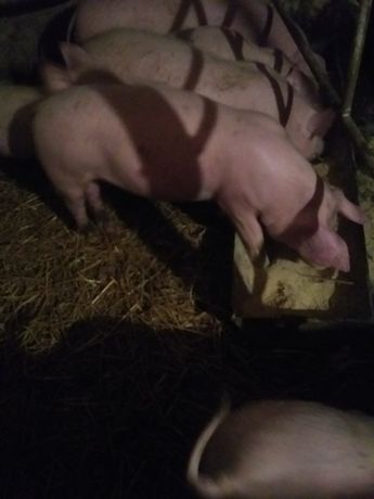 продам домашні свині мясні