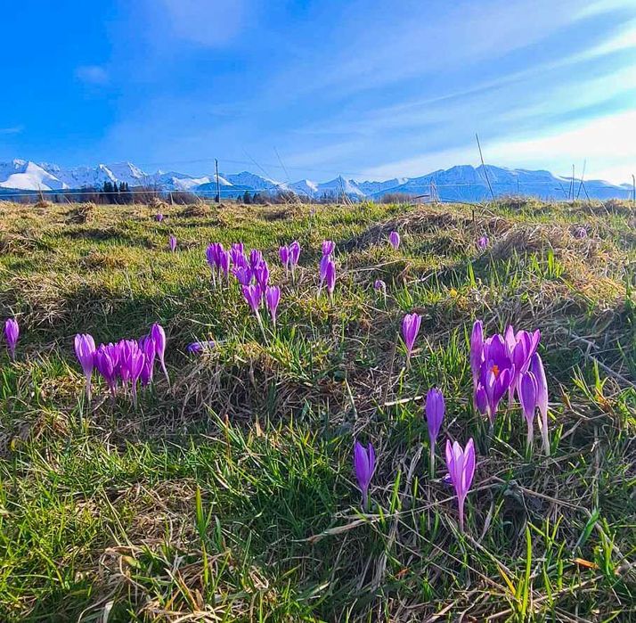 Nocleg ze śniadaniem, Wakacje, w Górach. Noclegi Poronin k.  Zakopane