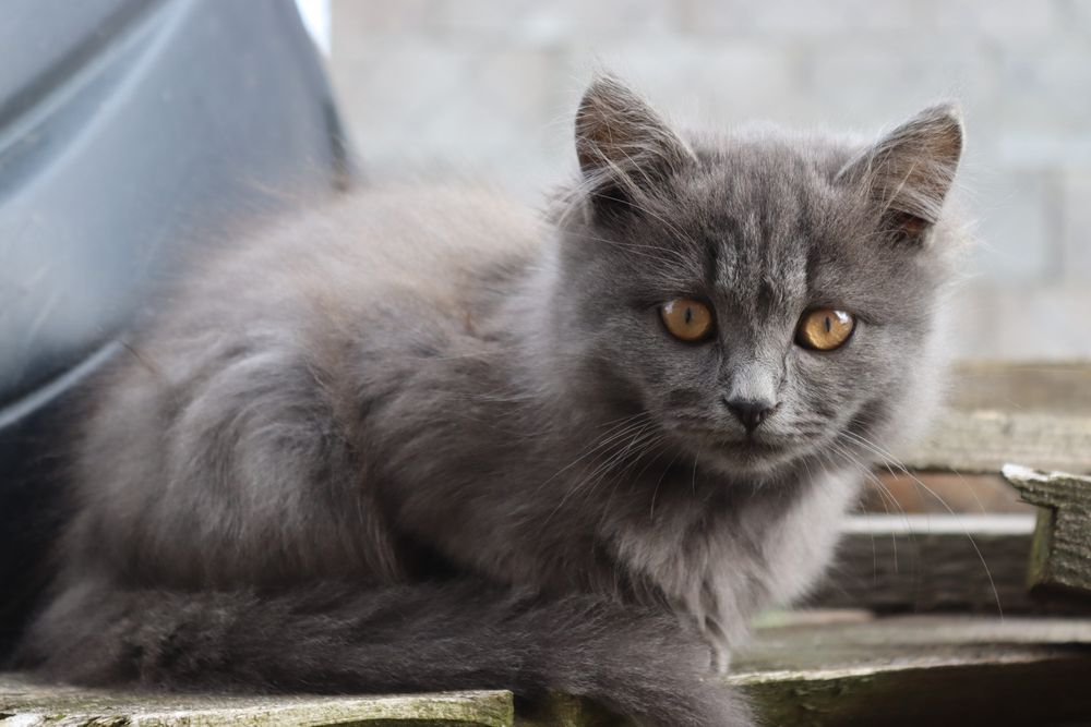 Котик і кішечка сіренькі