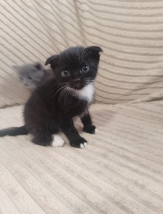 Котята Британский веслоухий/