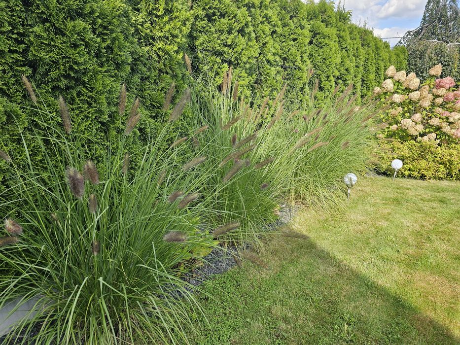 rozplenica japońska trawa