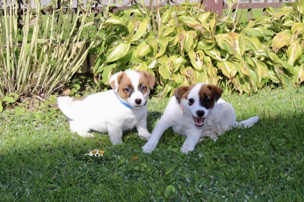 Sunia Jack Russell Terrier ZKwP FCI*Gotowa do odbioru*