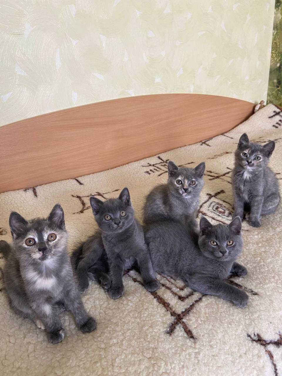 Кошенята котики безкоштовно :)