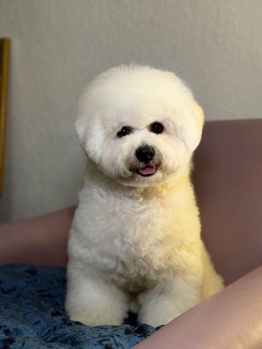 Цуценя Бішон Фрізе