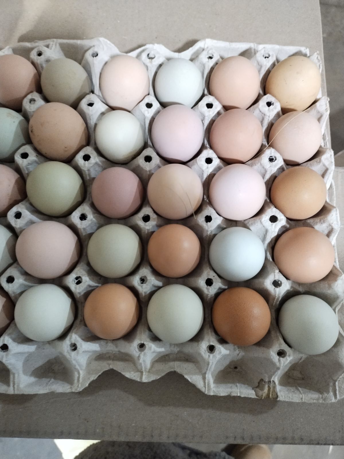 Яйца под квочку. Инкубацианные яйца.