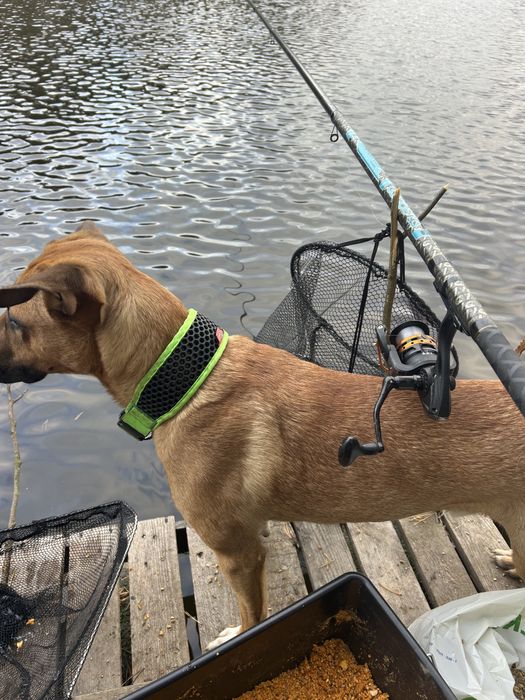 Pies rasy blackmouth cur