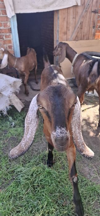 Англо-Нубійські кози