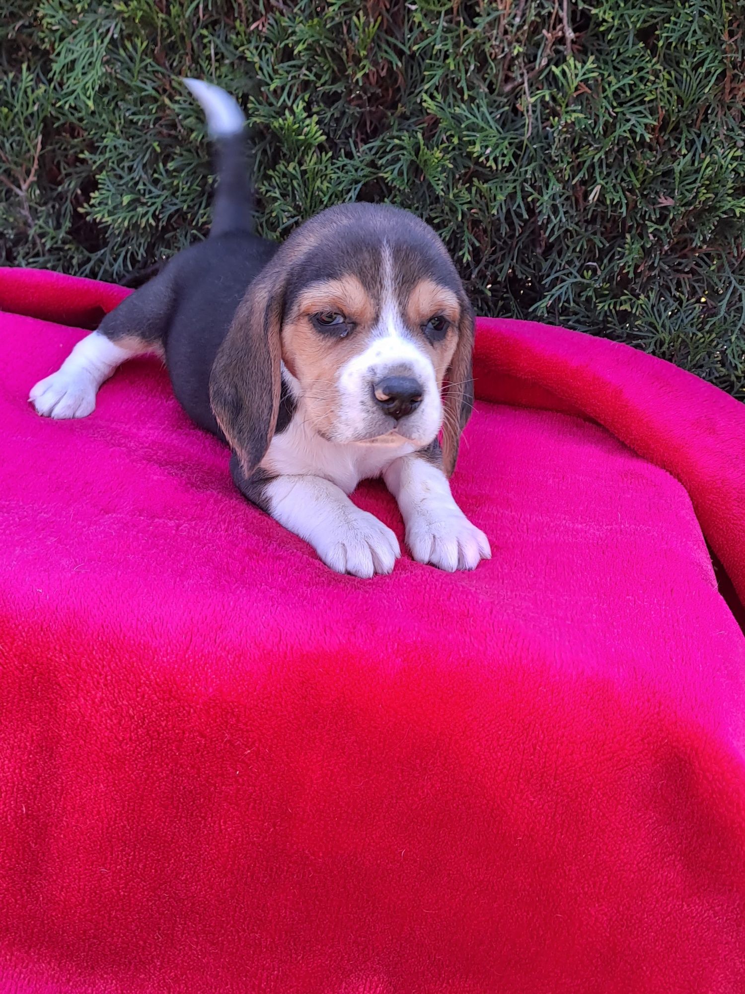 Szczeniak beagle.