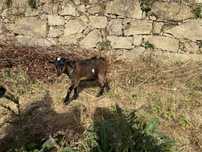 Cabrito anao  4 meses