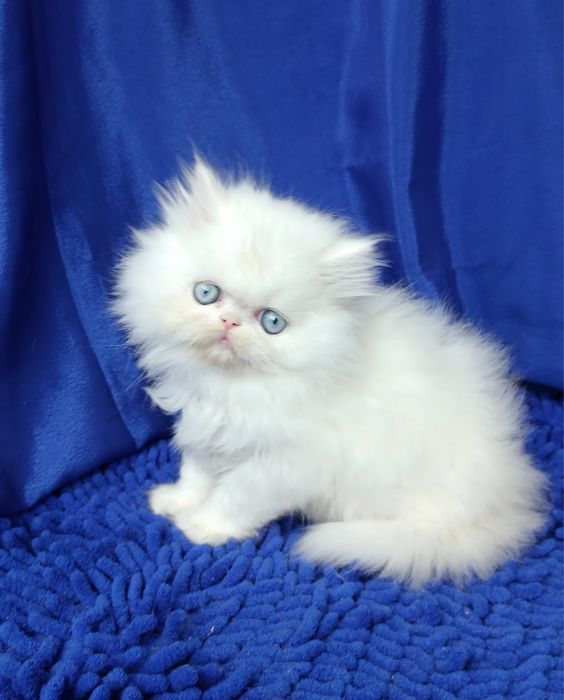 ГОЛУБОГЛАЗЫЙ белоснежный перс