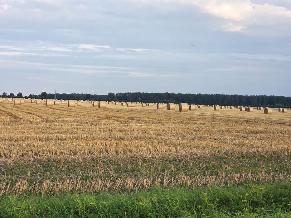 Słoma z możliwością transportu. Bela 160cm sloma pszenna