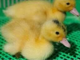 Качка Мулард, Орвія, курчата,індики,гуси