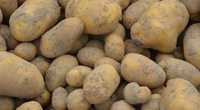 Ziemniaki sadzeniaki - 3 tony