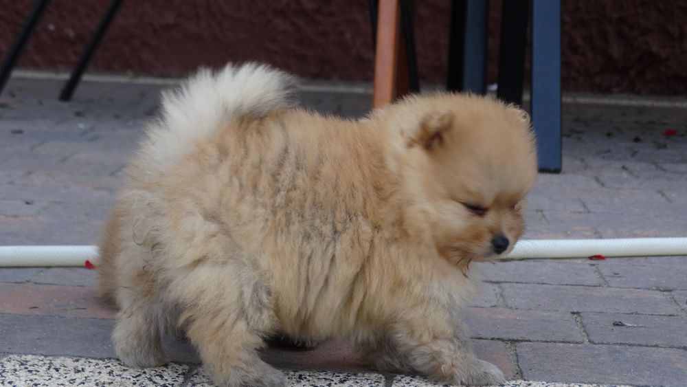 Szpic miniaturowy suczka z rodowodem