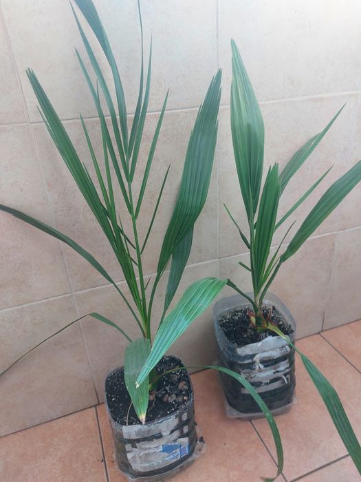 Пальма Вашингтонія та Фінікова