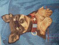 Powłoczka na jaśki 40 x 40 cm chihuahua  wypełnienie gratis stan db+