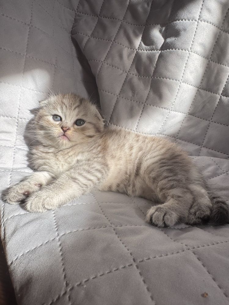 Шотландське висловухе кошеня