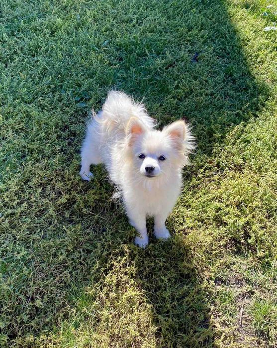 Антідеприсант , шпиц