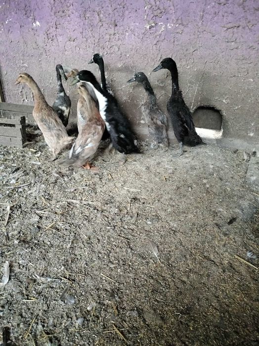 Biegusy indyjske  kaczory