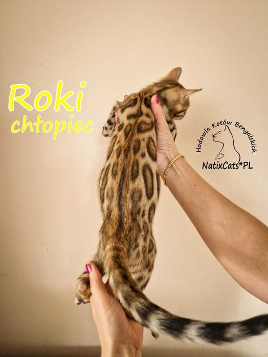 kot bengalski Kocurek bengalsk ROKI i wykastrowany  Bengal FPL/FIFe