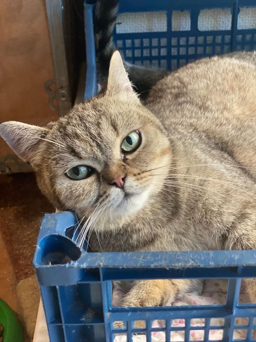 Молода кішка шукає дім