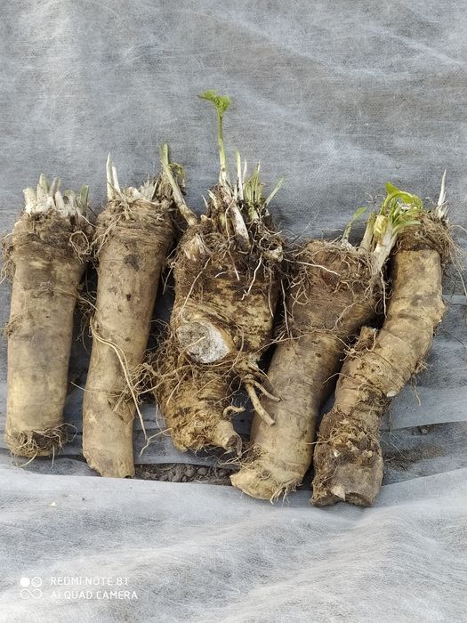 Korzeñ chrzanu 18 zł/kg