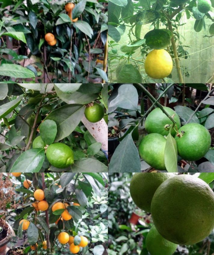 Лимони різних сортів ( кімнатні)