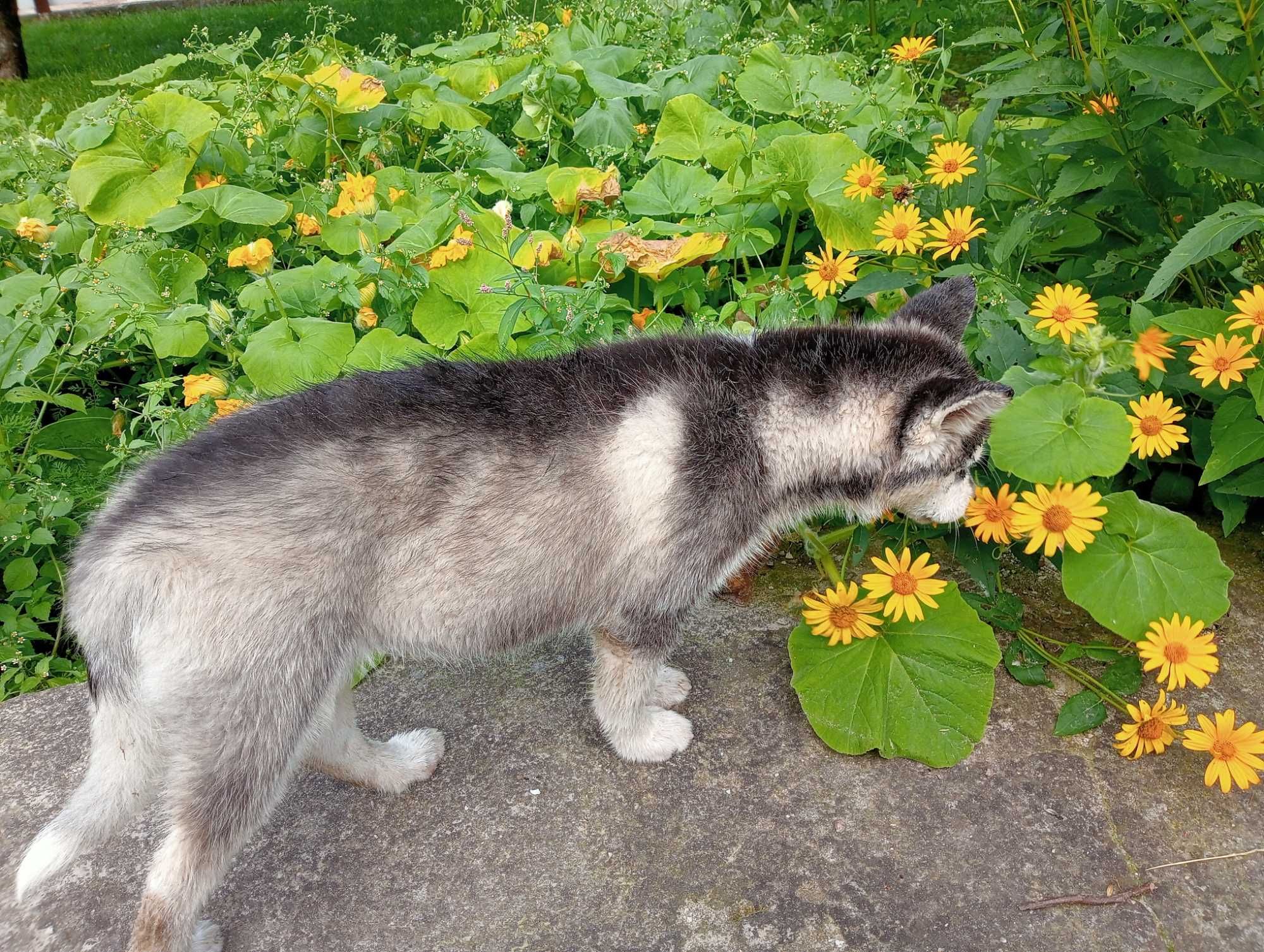 Husky-szczeniak suczka