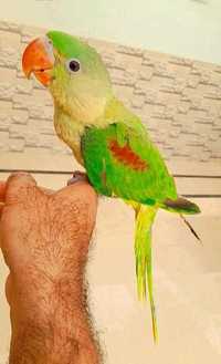Александрийский попугай или Большой кольчатый попугай ручные говорящие