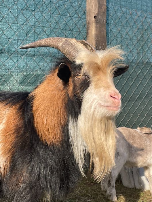 Koziołek miniaturowy