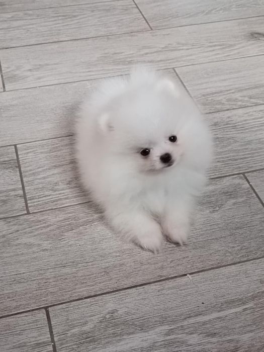 Pomeranian  suczka biała