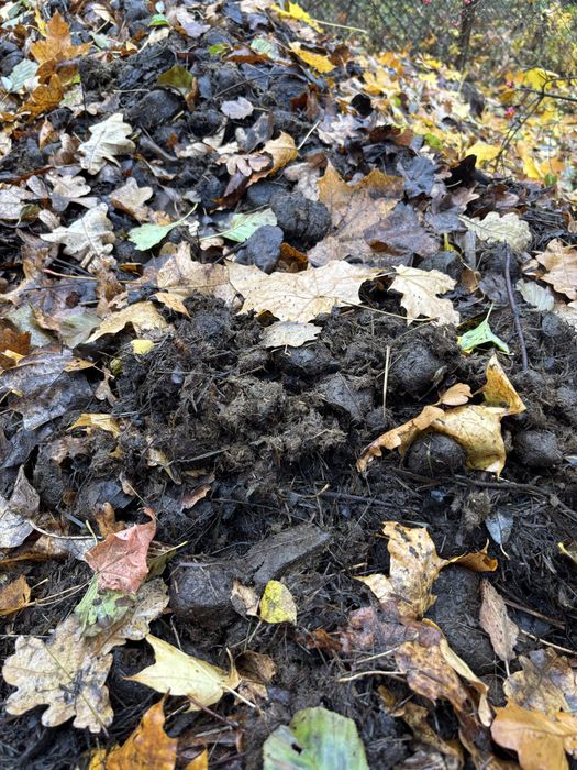 Oddam konski obornik