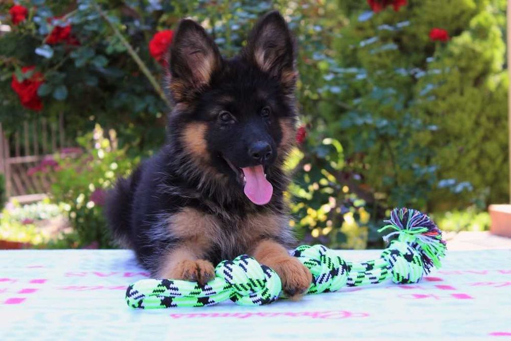 Owczarek Niemiecki Długowłosy FCI ( ZKwP ) Z RODOWODEM  POTĘŻNE !!!