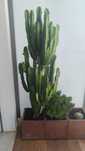 Euphorbia Eritrea - Cacto Cowboy Natural
