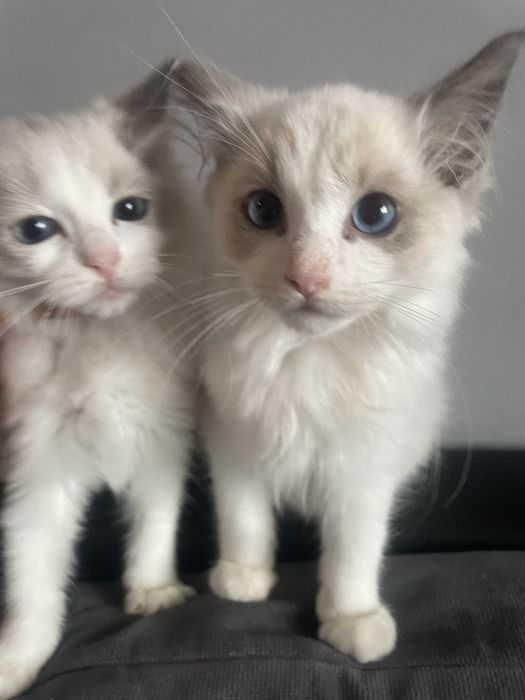 Ragdoll koteczka kocurek kot gotowe do odbioru